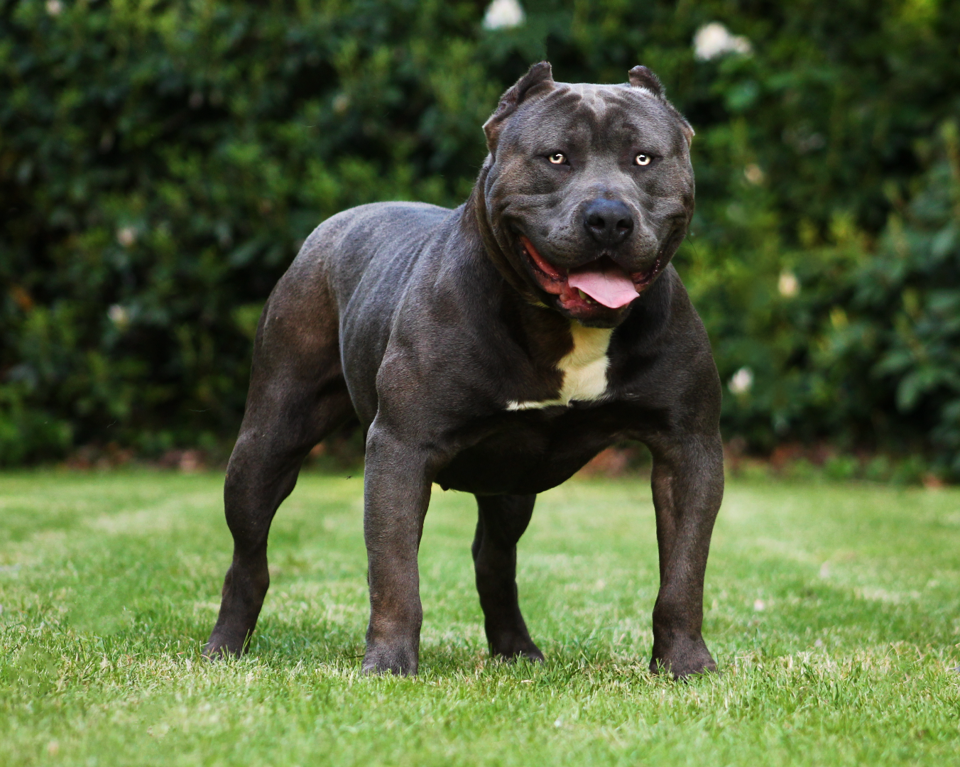 The Game, een indrukwekkende blauwe American Bully reu met ABKC stamboom, eigendom van Parasiemprebulls. Krachtige bouw, zelfverzekerde uitstraling en afkomstig uit sterke bloedlijnen.