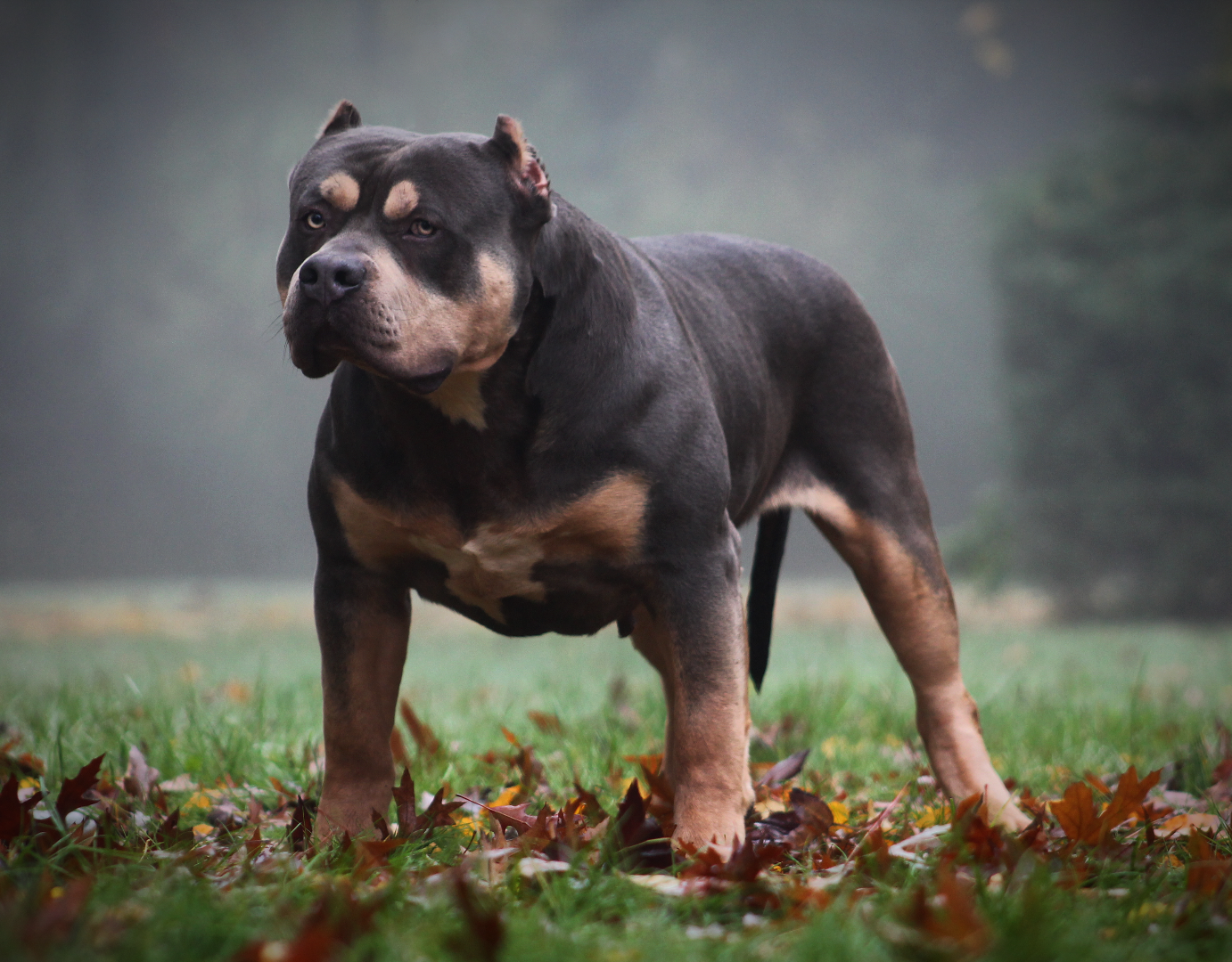 Apollo, blauw tricolor American Bully reu, ABKC geregistreerd, eigendom van Parasiemprebulls.