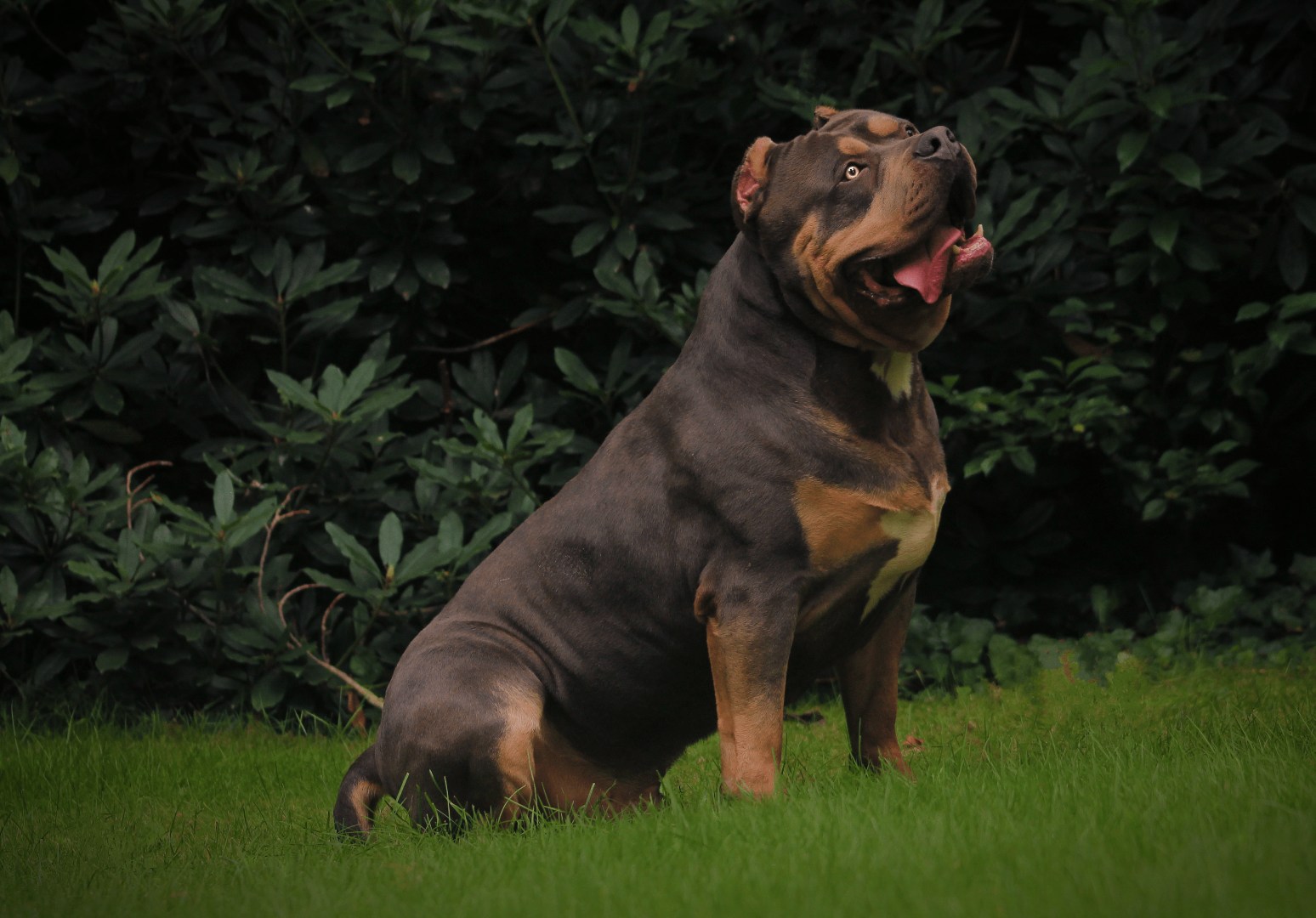 Apollo, blue tricolor American Bully male, ABKC registered, owned by Parasiemprebulls