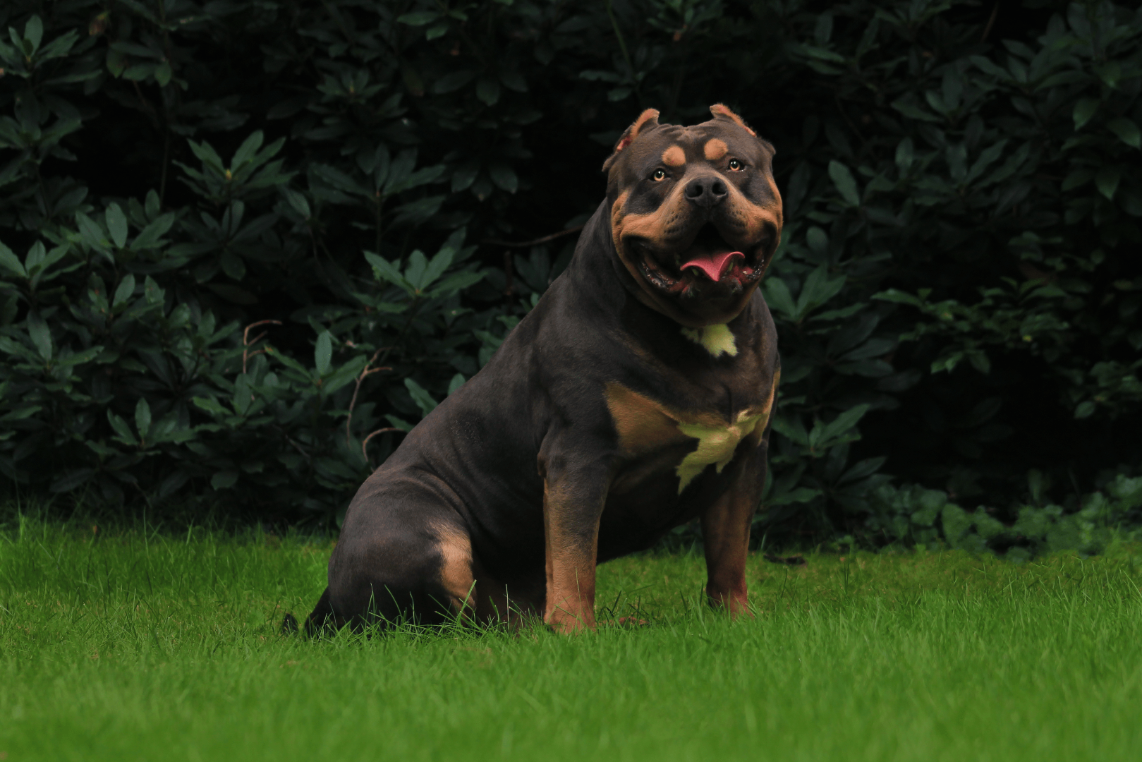 Apollo, blauw tricolor American Bully reu, ABKC geregistreerd, eigendom van Parasiemprebulls.
