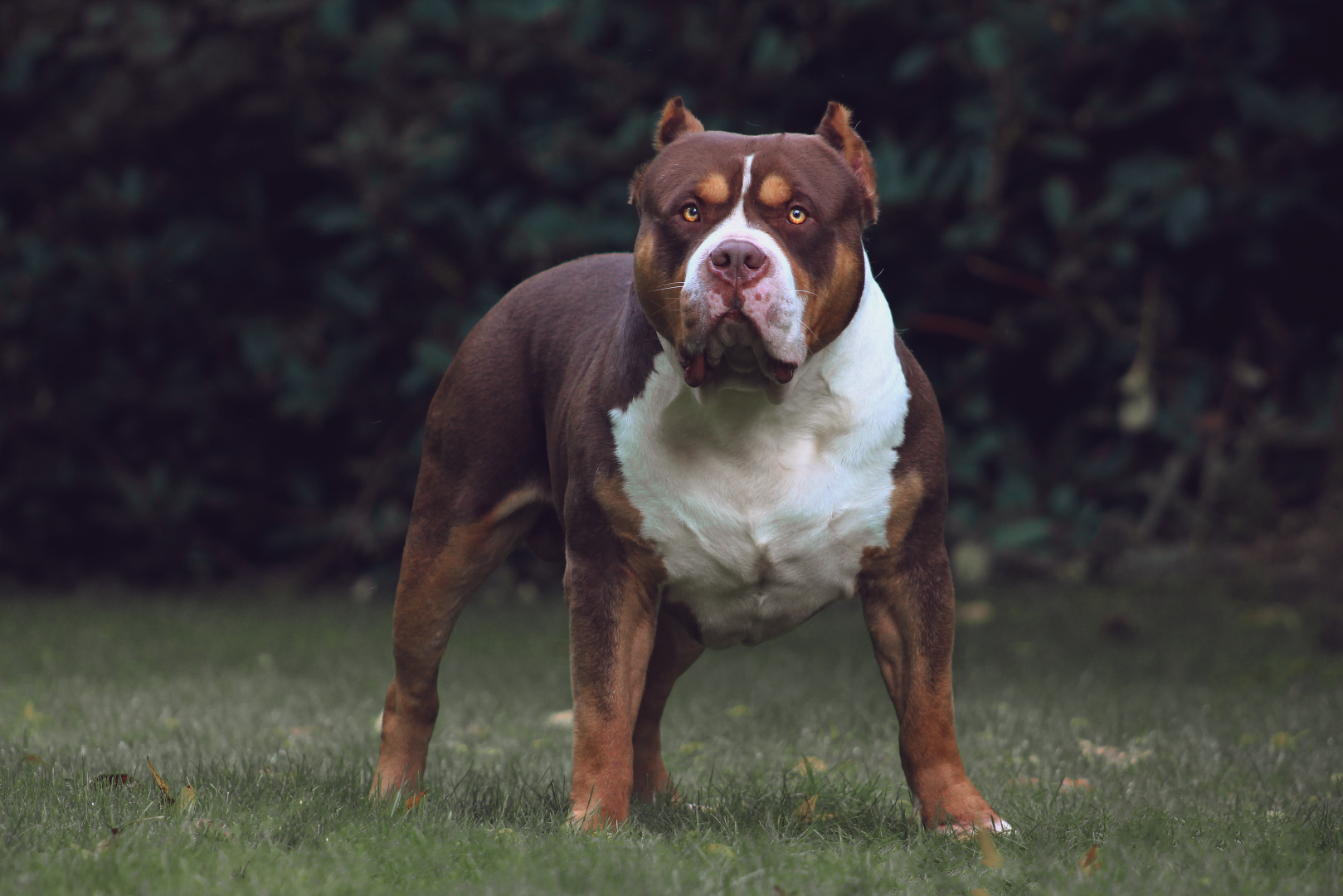 Bernard, a stunning Choco Tricolor American Bully male imported from France. Strong build and calm expression, ABKC registered.