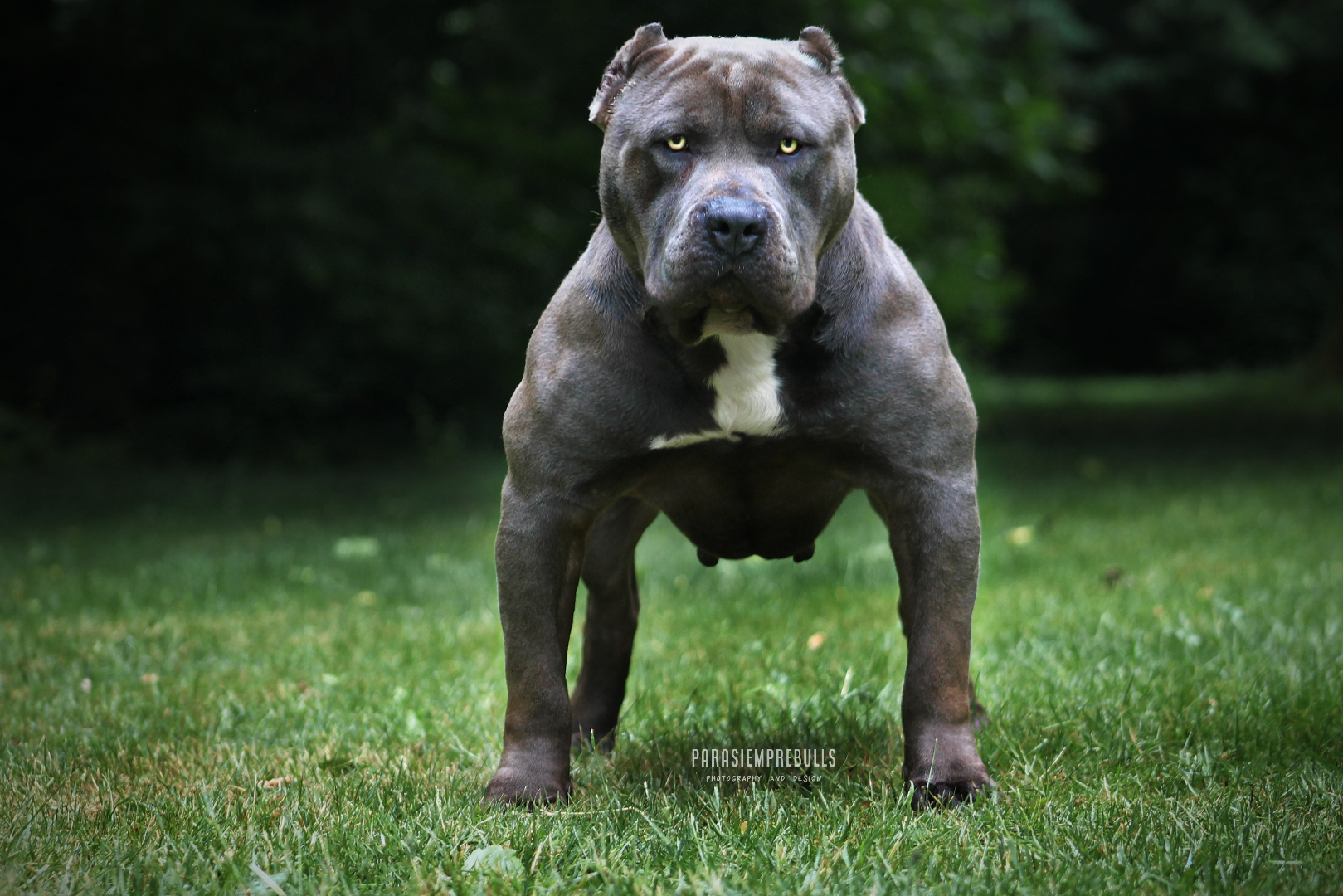 The Game, een indrukwekkende blauwe American Bully reu met ABKC stamboom, eigendom van Parasiemprebulls. Krachtige bouw, zelfverzekerde uitstraling en afkomstig uit sterke bloedlijnen.
