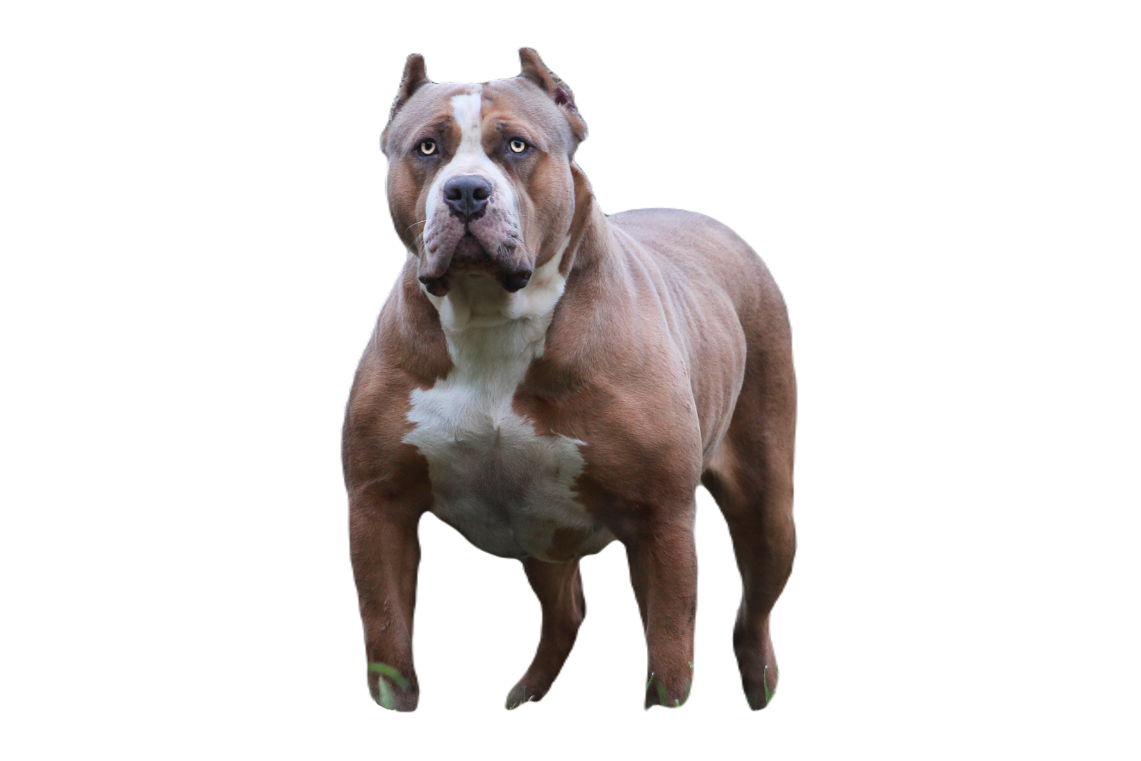 Truebloodpitbulls YingYang American Bully XL reu van Parasiemprebulls met krachtige bouw, brede borst en gespierde uitstraling. ABKC-lijnen