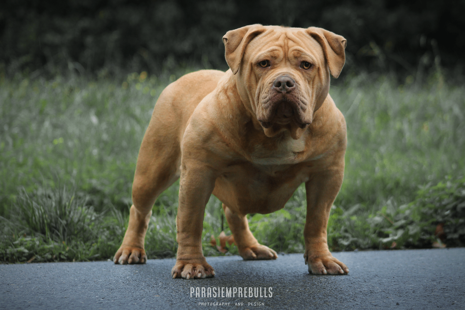 Truebloodpitbulls YingYang American Bully XL reu van Parasiemprebulls met krachtige bouw, brede borst en gespierde uitstraling. ABKC-lijnen