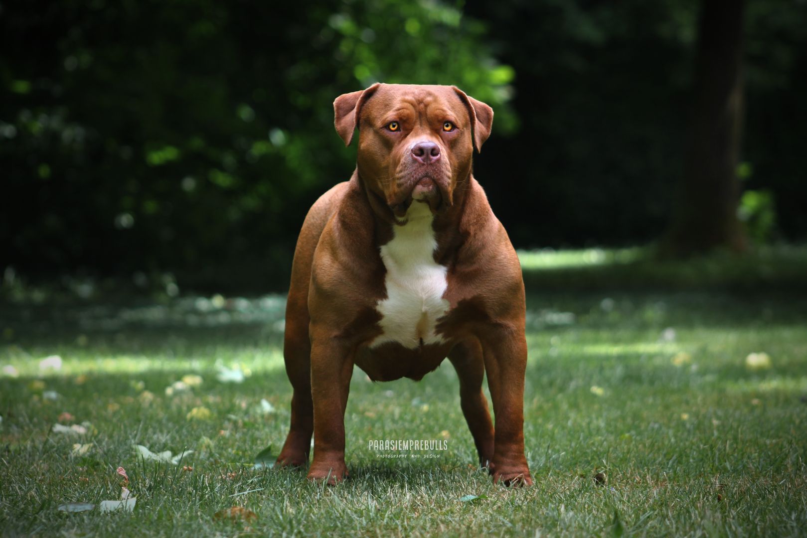 Truebloodpitbulls YingYang American Bully XL reu van Parasiemprebulls met krachtige bouw, brede borst en gespierde uitstraling. ABKC-lijnen