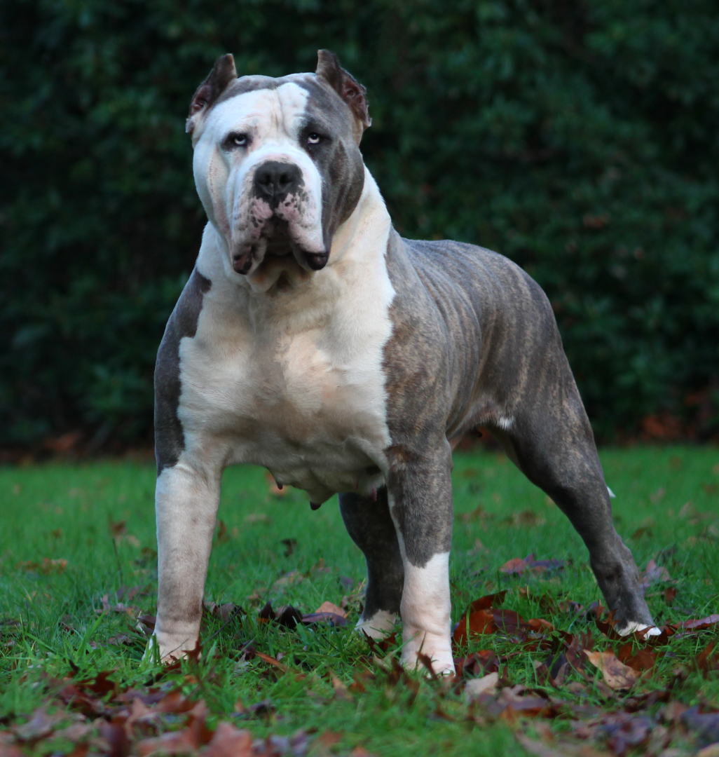 Truebloodpitbulls YingYang American Bully XL reu van Parasiemprebulls met krachtige bouw, brede borst en gespierde uitstraling. ABKC-lijnen