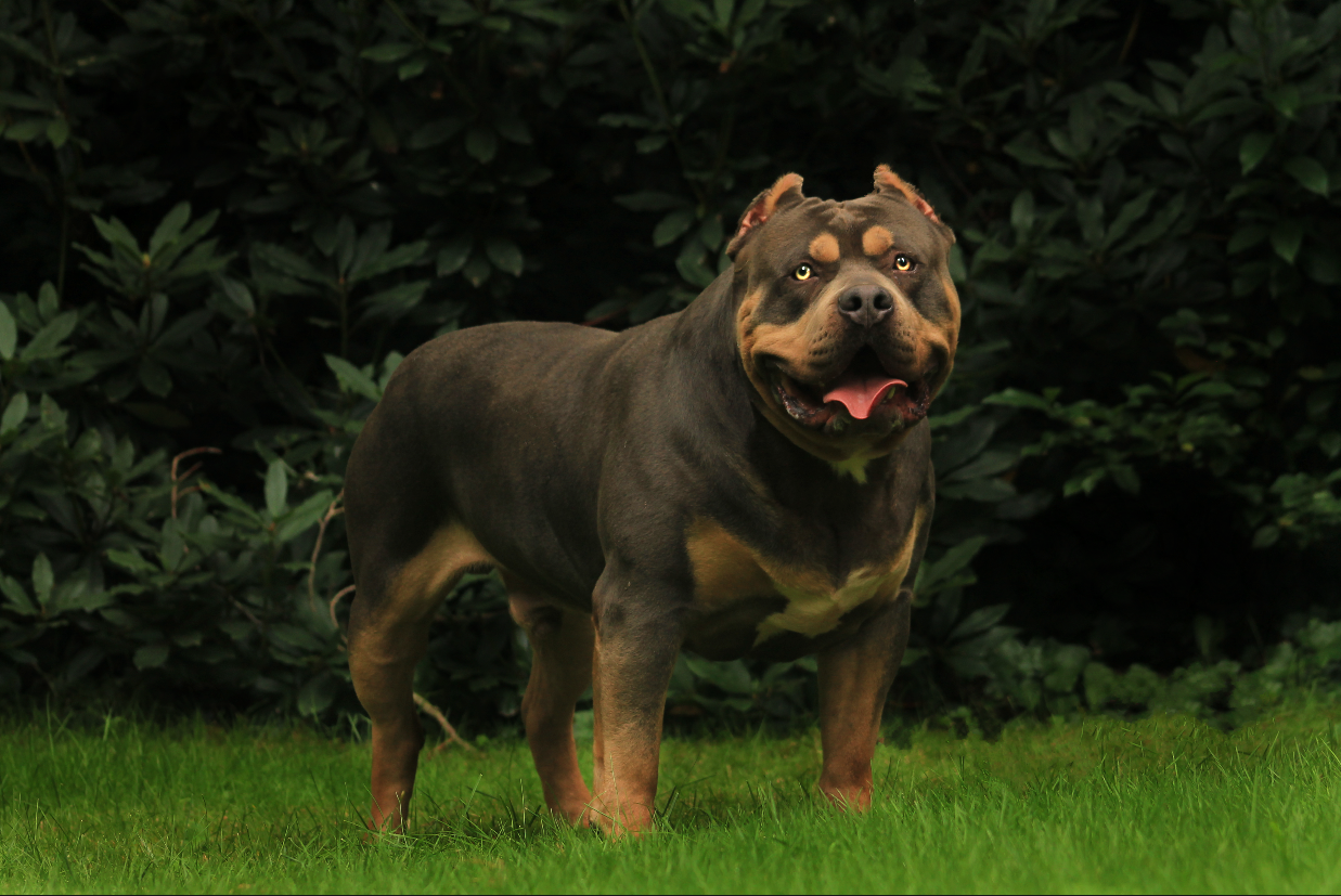 Parasiemprebulls Apollo American Bully XL reu van Parasiemprebulls met krachtige bouw, brede borst en gespierde uitstraling. ABKC-lijnen