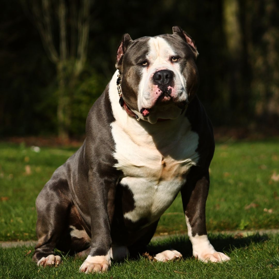 TrueBloodPitBulls YingYang, a striking blue and white American Bully male, ABKC registered and owned by Parasiemprebulls. Known for his expressive look and powerful structure.