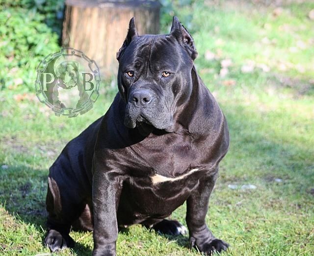 Blackie, een indrukwekkende zwarte American Bully teef met ABKC stamboom, eigendom van Parasiemprebulls. Krachtige bouw, zelfverzekerde uitstraling en afkomstig uit sterke bloedlijnen.