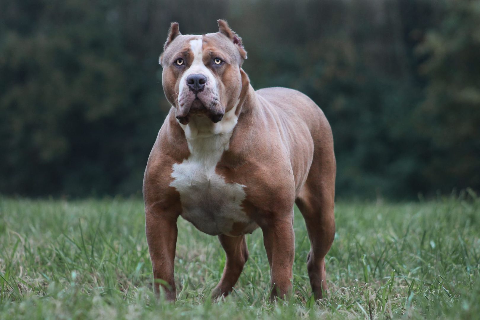 Truebloodpitbulls YingYang American Bully XL reu van Parasiemprebulls met krachtige bouw, brede borst en gespierde uitstraling. ABKC-lijnen
