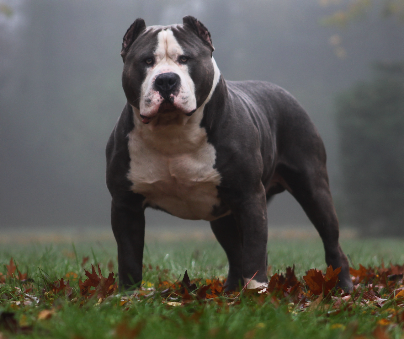 TrueBloodPitBulls YingYang, een imposante blauw-witte American Bully reu met ABKC stamboom, eigendom van Parasiemprebulls. Bekend om zijn expressieve uitstraling en sterke bouw.